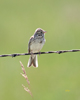 Vesper Sparrow